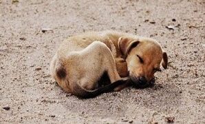 Θανάτωσαν αδέσποτα στα Γρεβενά