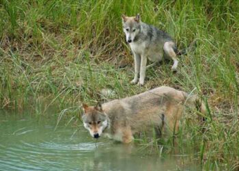 Τα σαρκοφάγα απειλούνται, τα φυτοφάγα ενισχύονται, τα οικοσυστήματα υποφέρουν