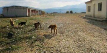 ΦΙΛΟΖΩΙΚΟΣ ΣΥΛΛΟΓΟΣ ΠΤΟΛΕΜΑΪΔΑΣ: Καταδικάζει την απρόκλητη επίθεση που δέχθηκε εθελόντρια στο κυνοκομείο