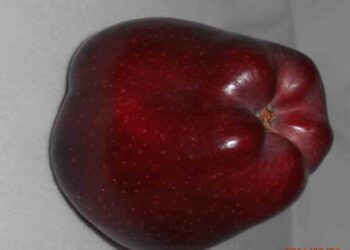 Μήλο ….. γίγας στα Κομνηνά Εορδαίας