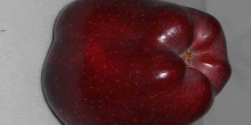 Μήλο ….. γίγας στα Κομνηνά Εορδαίας