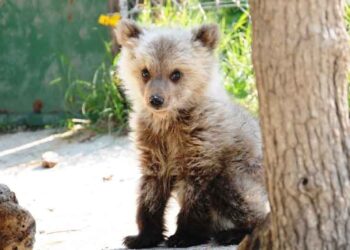 Αρκούδες υπό στενή δορυφορική παρακολούθηση