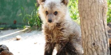 Αρκούδες υπό στενή δορυφορική παρακολούθηση