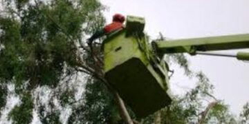 Κλάδεμα δενδροστοιχίας επί της οδού Γκέρτσου στην Κοζάνη