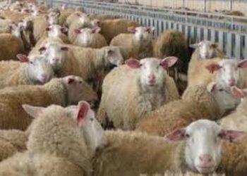 886 εκ ευρώ στους λογαριασμούς 656.736 γεωργών και κτηνοτρόφων