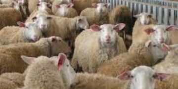 886 εκ ευρώ στους λογαριασμούς 656.736 γεωργών και κτηνοτρόφων