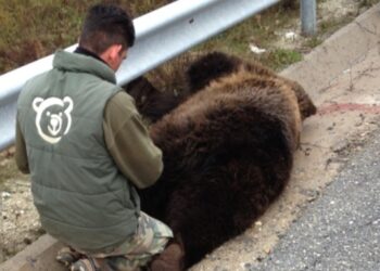 Τέταρτη νεκρή αρκούδα σε τροχαίο το 2014
