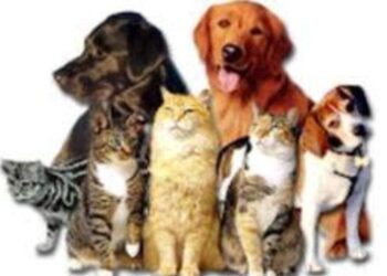 Μπαζάρ από τον Φιλοζωικό Σύλλογο Πτολεμαΐδας