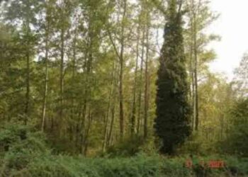 Έκοβε δέντρα στην Καστοριά για να τα πάει στην Αλβανία