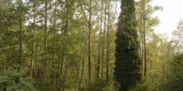 Έκοβε δέντρα στην Καστοριά για να τα πάει στην Αλβανία