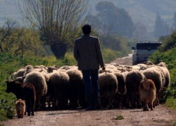 Συνελήφθη αλλοδαπός βοσκός, αναζητείται ο Έλληνας εργοδότης