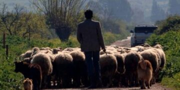 Συνελήφθη αλλοδαπός βοσκός, αναζητείται ο Έλληνας εργοδότης