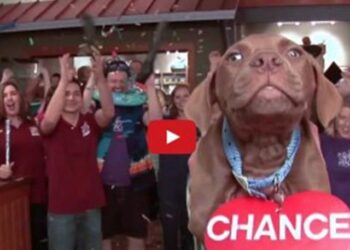 Το πιο χαρούμενο βίντεο για αδέσποτα που έχεις δει ποτέ