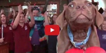 Το πιο χαρούμενο βίντεο για αδέσποτα που έχεις δει ποτέ