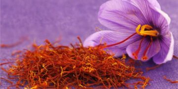 Το σαφράν στο μικροσκόπιο
