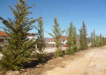 Δενδροφυτεύσεις δήμου Άργους Ορεστικού