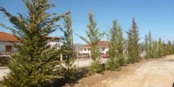 Δενδροφυτεύσεις δήμου Άργους Ορεστικού