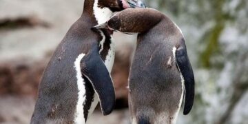 Δίνουν αντικαταθλιπτικά σε πιγκουίνους!