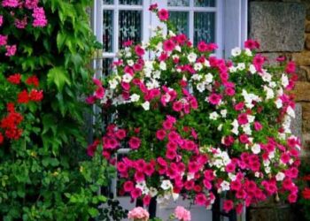 Λύσεις για να φροντίζετε τα φυτά σας με οικολογικό τρόπο