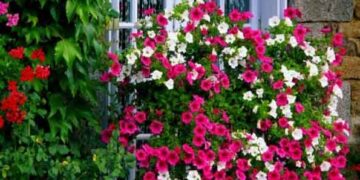 Λύσεις για να φροντίζετε τα φυτά σας με οικολογικό τρόπο