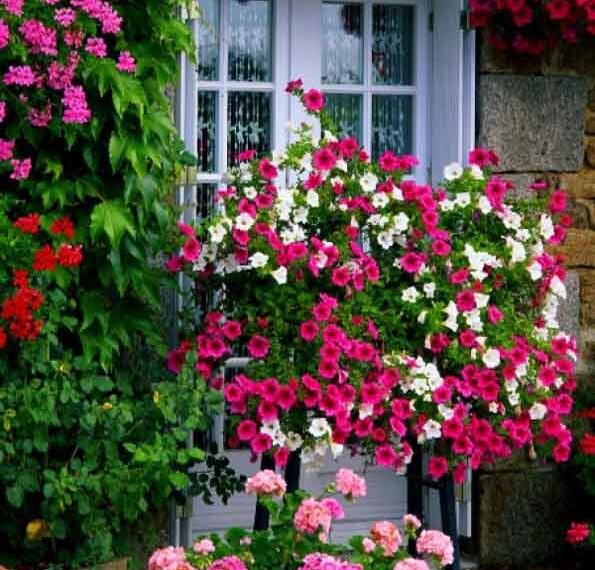 Λύσεις για να φροντίζετε τα φυτά σας με οικολογικό τρόπο