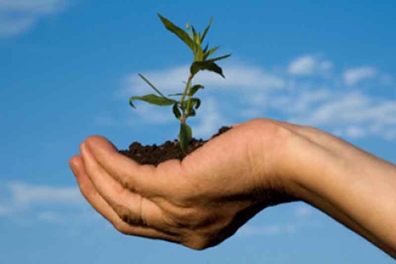 Δεντροφύτευση στη Μηλίτσα