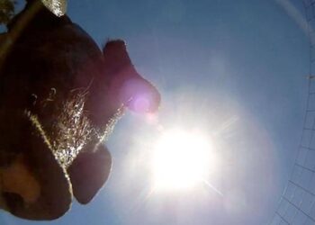 Κάμερα έπεσε από αεροπλάνο και προσγειώθηκε σε φάρμα με γουρούνια!