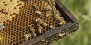 Γενική Συνέλευση Μελισσοκομικού Συλλόγου Κοζάνης