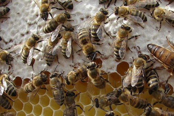 Το ΔΣ του Μελισσοκομικού Συλλόγου Κοζάνης