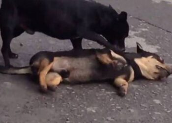 Συγκλονιστικό βίντεο: Σκύλος προσπαθεί να ξυπνήσει τον νεκρό φίλο του (VIDEO)