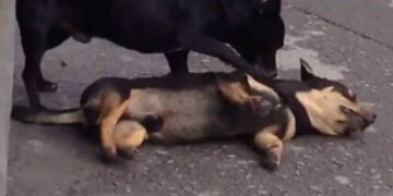 Συγκλονιστικό βίντεο: Σκύλος προσπαθεί να ξυπνήσει τον νεκρό φίλο του (VIDEO)