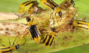 Ανάκληση καραντίνας για το έντομο Diabrotica virgifera Le Conte