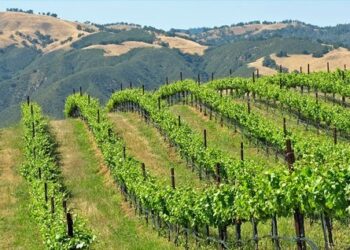 Υποχρεώσεις πατατοπαραγωγών και χρήση ιδιοπαραγόμενου πατατόσπορου