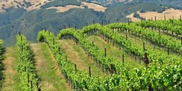 Υποχρεώσεις πατατοπαραγωγών και χρήση ιδιοπαραγόμενου πατατόσπορου