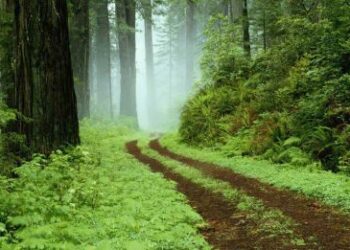 Οικολογικές και μαθησιακές δράσεις σχετικά με την δασοπονία από σήμερα στην Κοζάνη