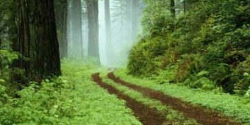 Οικολογικές και μαθησιακές δράσεις σχετικά με την δασοπονία από σήμερα στην Κοζάνη