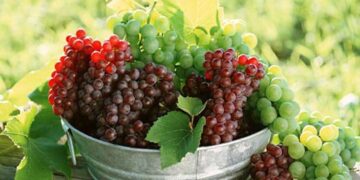 ΕΩΣ 15 ΜΑΪΟΥ Υποβολή αιτήσεων εκδήλωσης ενδιαφέροντος για το Πρόγραμμα Αναδιάρθρωσης και μετατροπής των αμπελώνων για το έτος 2014