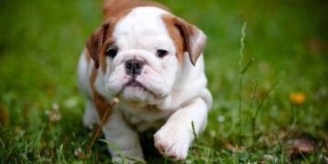 Κουτάβι συναντά για πρώτη φορά μωρό! (video)