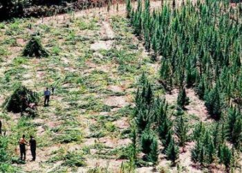 Στέιτ Ντιπάρτμεντ: Πηγή της μαριχουάνας η Αλβανία