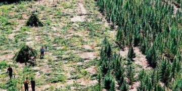 Στέιτ Ντιπάρτμεντ: Πηγή της μαριχουάνας η Αλβανία