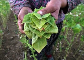 Αποστάλθηκαν οι καταστάσεις της δράσης 2.3 για την παραγωγή καπνού