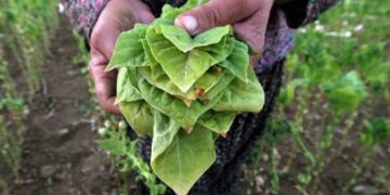 Αποστάλθηκαν οι καταστάσεις της δράσης 2.3 για την παραγωγή καπνού