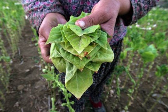 Αποστάλθηκαν οι καταστάσεις της δράσης 2.3 για την παραγωγή καπνού