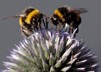 Κυψέλες με τοξικά φυτοφάρμακα