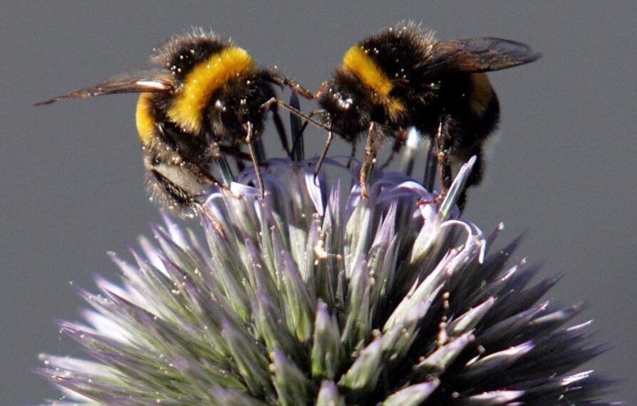 Κυψέλες με τοξικά φυτοφάρμακα