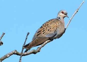 «Σώστε τα τρυγόνια»