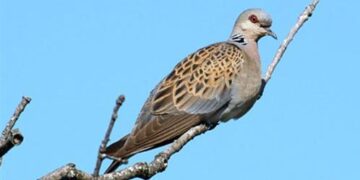 «Σώστε τα τρυγόνια»