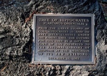 ΗΠΑ: Το Δέντρο του Ιπποκράτη στο Εθνικό Ίδρυμα Υγείας