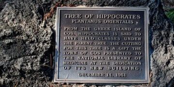 ΗΠΑ: Το Δέντρο του Ιπποκράτη στο Εθνικό Ίδρυμα Υγείας
