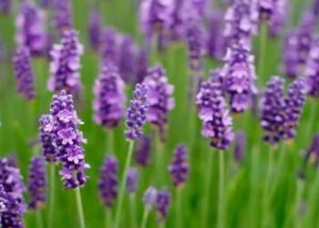 Δημιουργία Εθνικού Καταλόγου Αρωματικών, Αρτυματικών και Φαρμακευτικών Φυτών